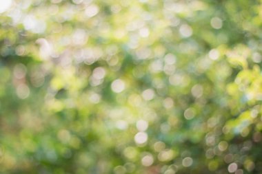 Yumuşak yeşil bokeh bulanık görüntü 