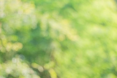 Yumuşak yeşil bokeh bulanık görüntü 