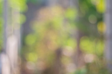 Yumuşak yeşil bokeh bulanık görüntü 