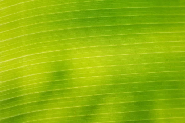 Zöld banán levél részlete — Stock Fotó