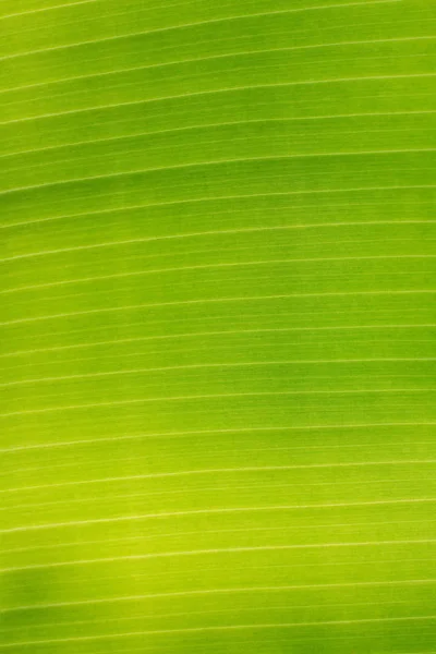 Close-up van groene bananenblad — Stockfoto