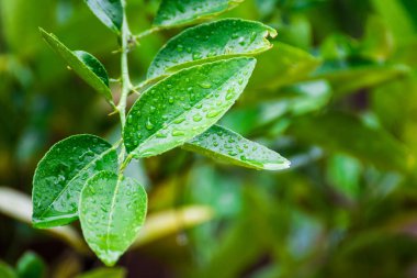 Su damlaları yeşil yapraklara düşer 