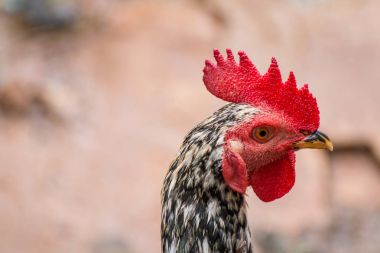 Tavuk kafa fotoğrafı yakın çekim