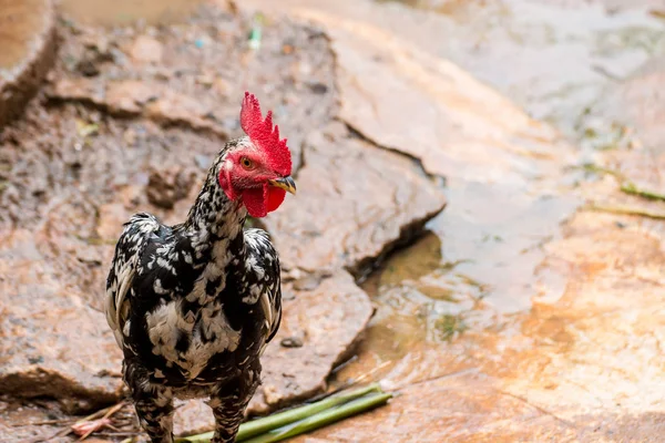 Les poulets mâles sont nourris — Photo