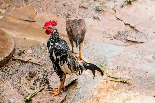 Les poulets mâles et femelles — Photo