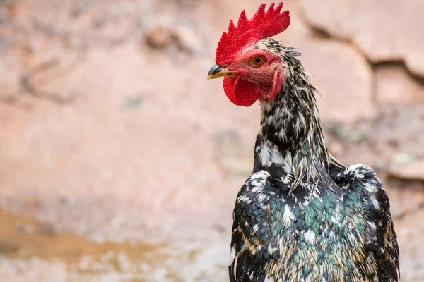 Photo en gros plan de la tête de poulet — Photo