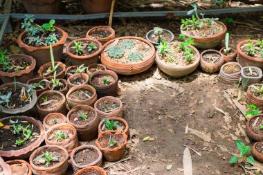 Küçük süs bitkileri dikme