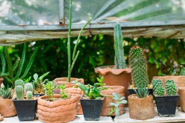 Küçük süs bitkileri dikme