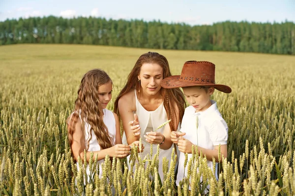 Familj mamma och två barn pojke och flicka undersöka öronen av majs på ett vetefält — Stockfoto