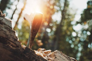 Ahşap yapışmasını balta kapatın. Akut ax uygulamasında ağaç görünümünü. Güneş ışığı etkisi
