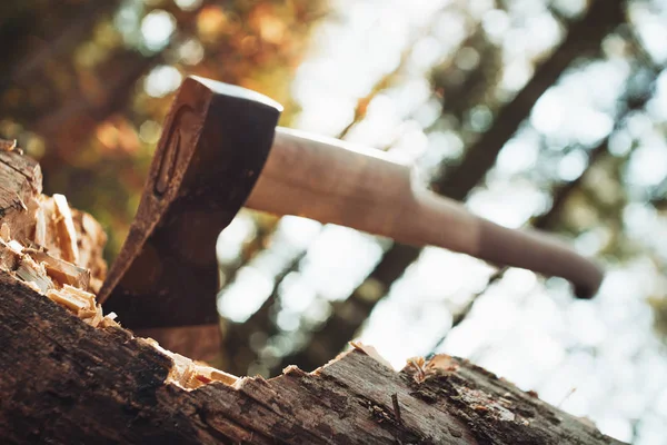 Large ax sticks out in felled wood of background of forest. Blurred background, sunlight effect — Stock Photo, Image