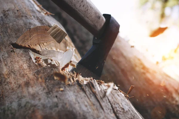 Corte de árvores e machado afiado de perto. Lumberjack com machado agudo corta árvore. As costeletas de madeira voam. Conceito de indústria da madeira e silvicultura. Efeito da luz solar — Fotografia de Stock