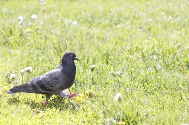 Arka planda suyla çimenlerin üzerinde yürüyüş pigeon kuş.