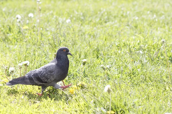 Pigeon bird walking on the grass with water on the background. — Stock Photo, Image