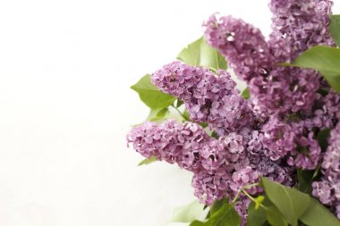 beyaz zemin üzerine Eflatun çiçekler