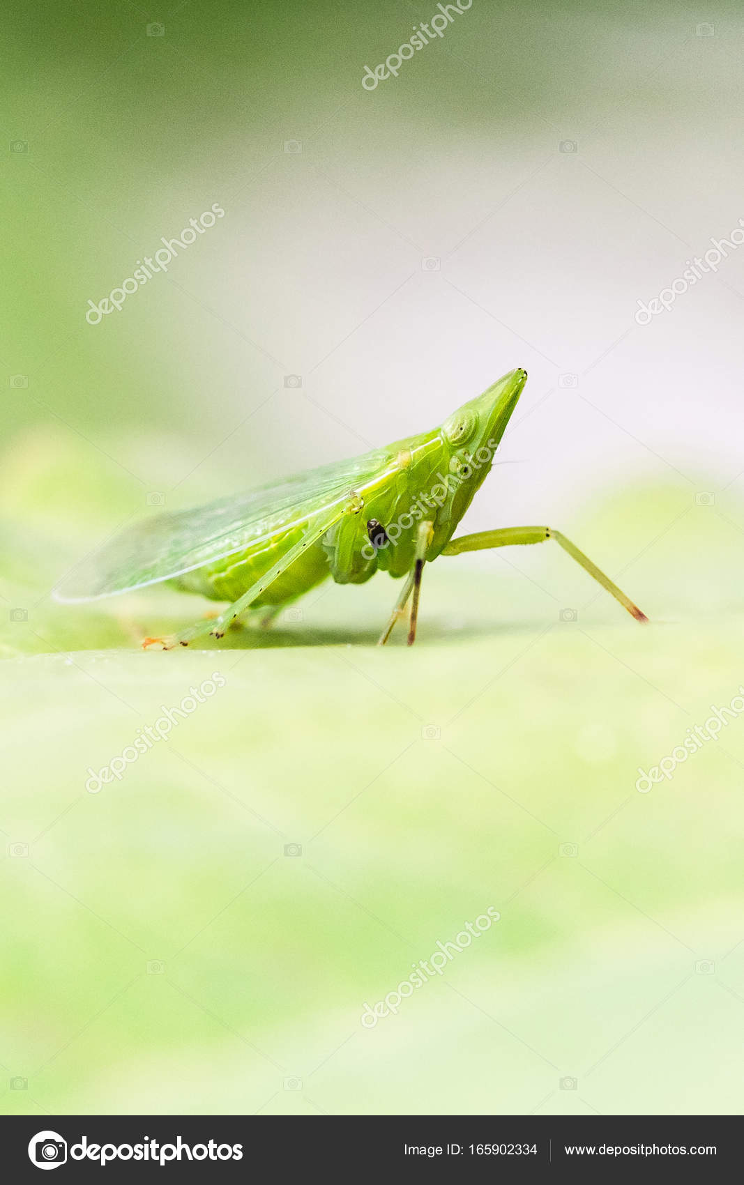 Une forme étrange dans le ciel australien : explications, image size:1067x1700
