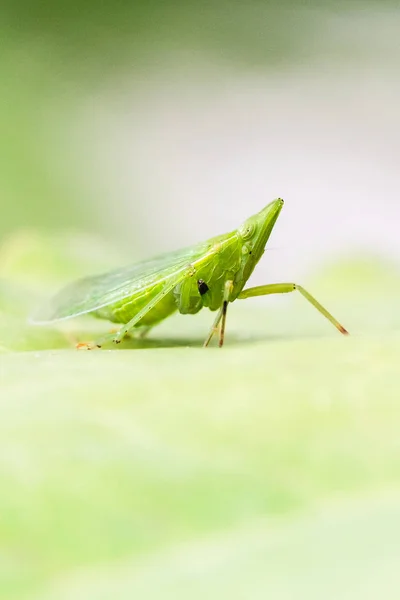 이상한 장애인된 곤충 — 스톡 사진