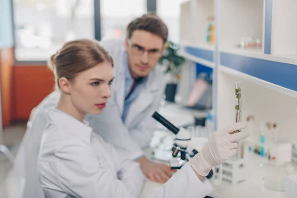 Biologists with plant in tube — Stock Photo, Image