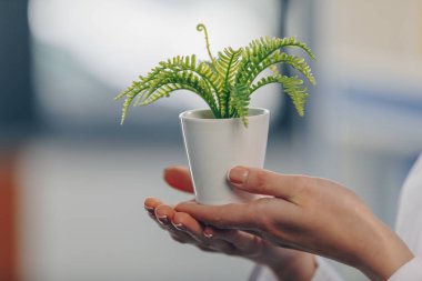 fern plant in flowerpot clipart