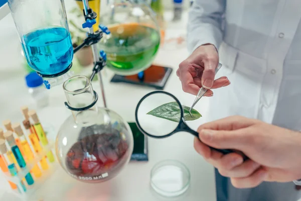 Biologists with with magnifying glass and leaf — Stock Photo, Image