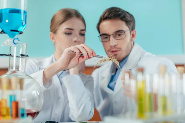 Biologen werken in laboratorium — Stockfoto