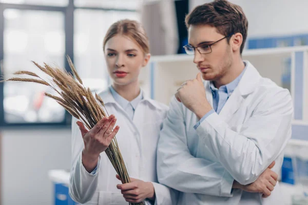 Biólogos con espigas de trigo en laboratorio Imágenes De Stock Sin Royalties Gratis