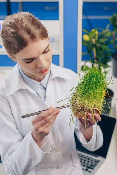 Biologo che lavora con erba in laboratorio Immagine Stock