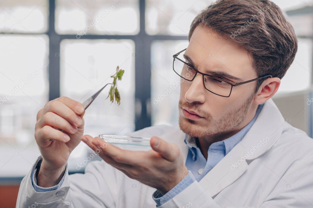 biologist looking at plant in tweezers