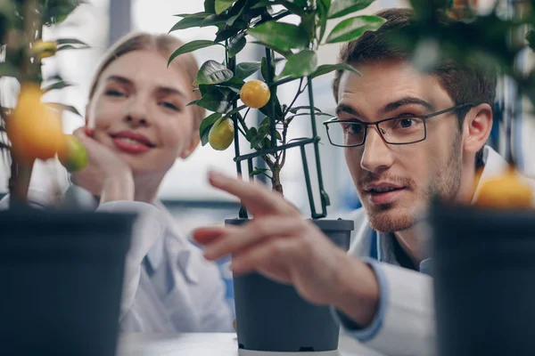 Biologists with lemon plants — Stock Photo