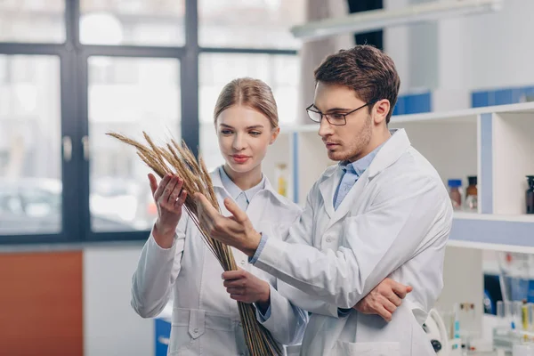 Biólogos trabajando con espigas de trigo - foto de stock