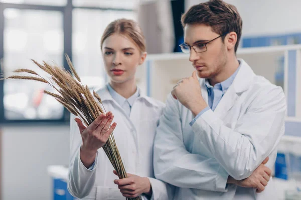 Biólogos con espigas de trigo en laboratorio - foto de stock