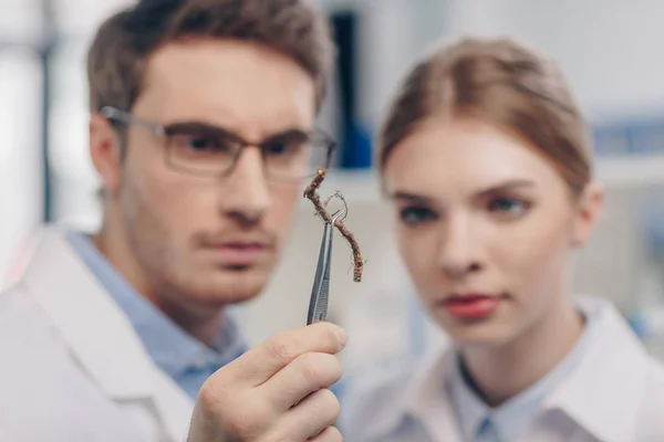 Biologen arbeiten mit Wurzel — Stockfoto