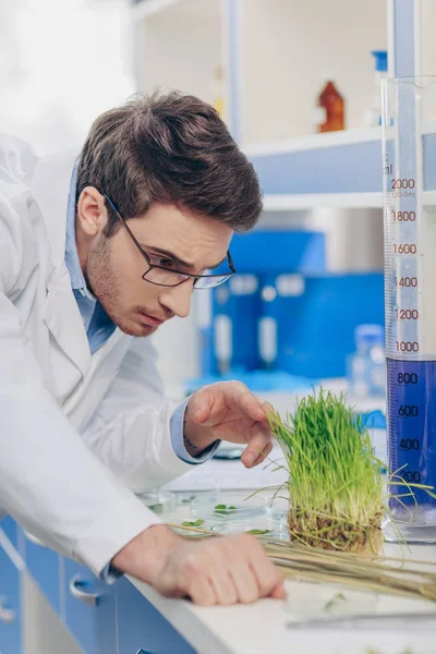 Biologist working with grass in laboratory — Stock Photo