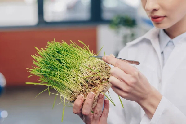 Biologiste avec herbe en laboratoire — Photo de stock