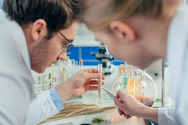 Biologists with wheat ear in lab — Stock Photo