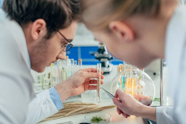 Biólogos com orelha de trigo em laboratório — Fotografia de Stock