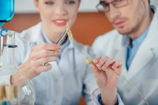 Biologistes travaillant en laboratoire — Photo de stock