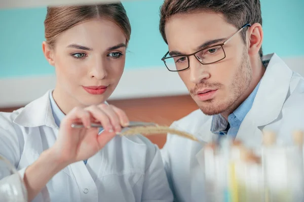 Biologists working in laboratory — Stock Photo