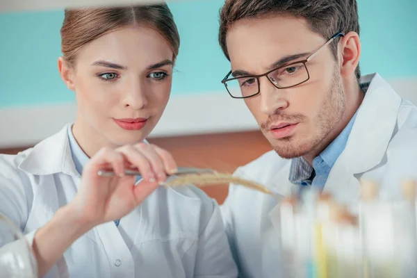 Biólogos que trabajan en laboratorio - foto de stock