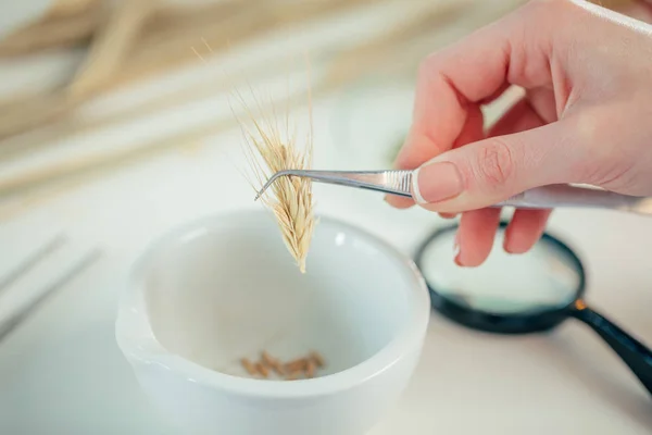 Biologist with wheat ear — Stock Photo