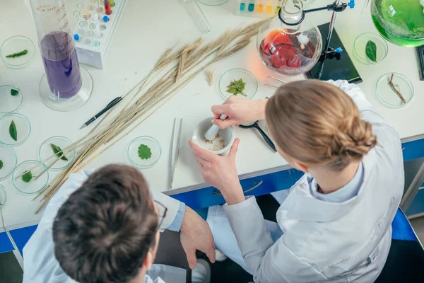 Biologists working with petri dishes — Stock Photo