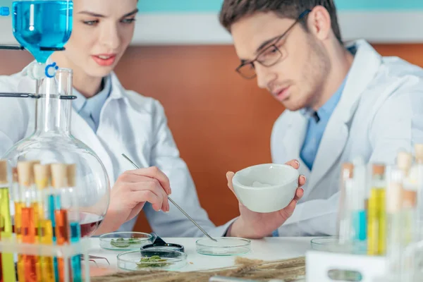 Biologists with petri dishes — Stock Photo