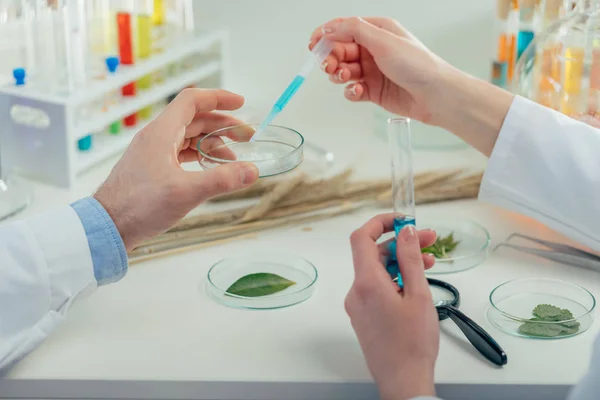 Leaves and reagents in petri dishes — Stock Photo