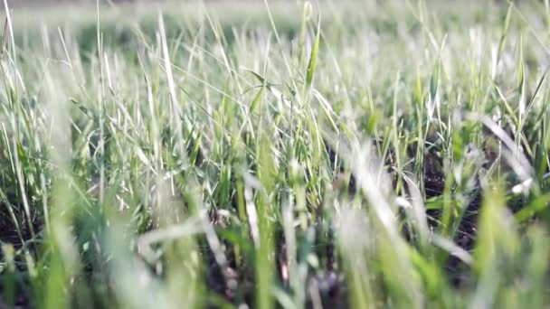SLOW MOTION, CLOSE UP: Young green grass swaying in the wind — Stock Video