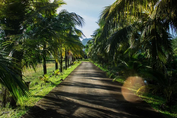 Hindistan cevizi ağaçları girişinde evi Phuket Tayland