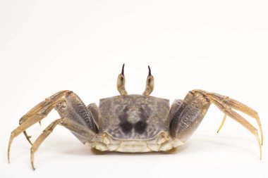 Beyaz arka plan boynuz gözlü hayalet Yengeç Ocypode ceratophthalmus formu Phuket Tayland