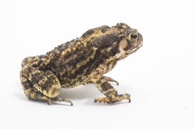 Kurbağa beyaz arka plan formu phuket Tayland