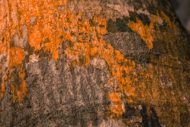 Phuket Island beach Tayland kökenli ağaç kabuğu