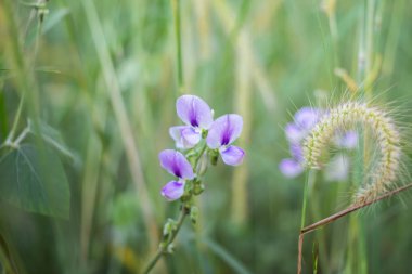 Orman çiçek Adası, Phuket, Tayland