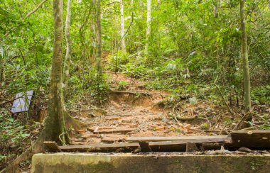 Phuket, Tayland tropikal bölge Güney tropikal bölge ormanda